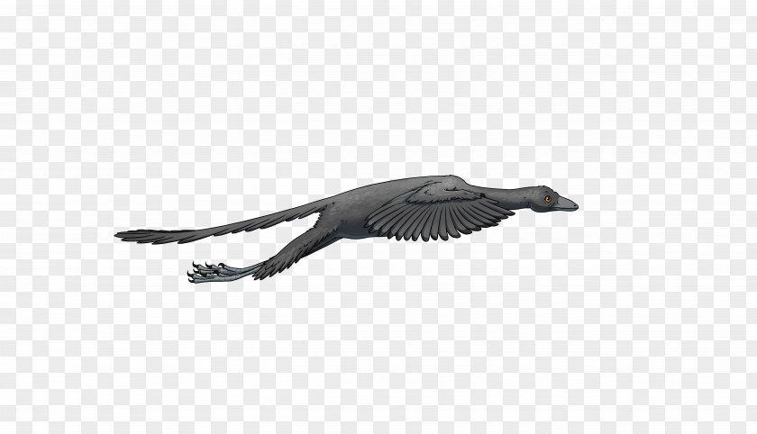 Gliding Wing Archaeopteryx Bird United States Vol Battu Dinosaur PNG