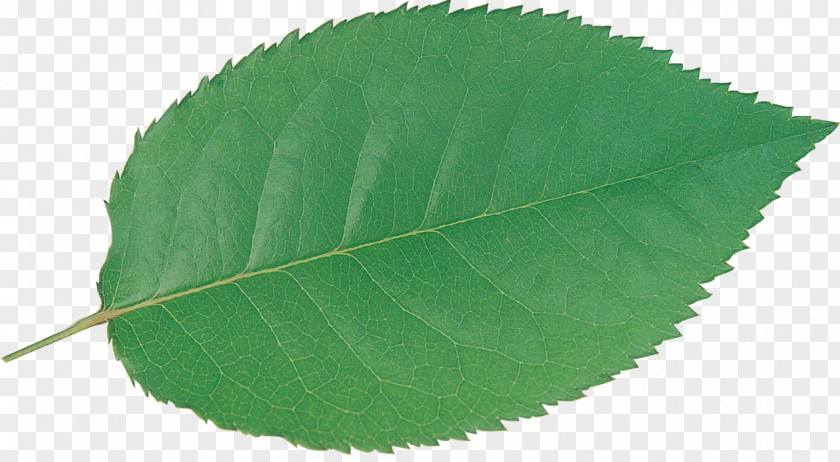 Leaves Plant Green Leaf PNG