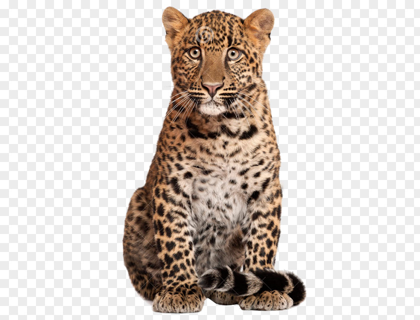 Leopard Cheetah Lion Stock Photography Image PNG