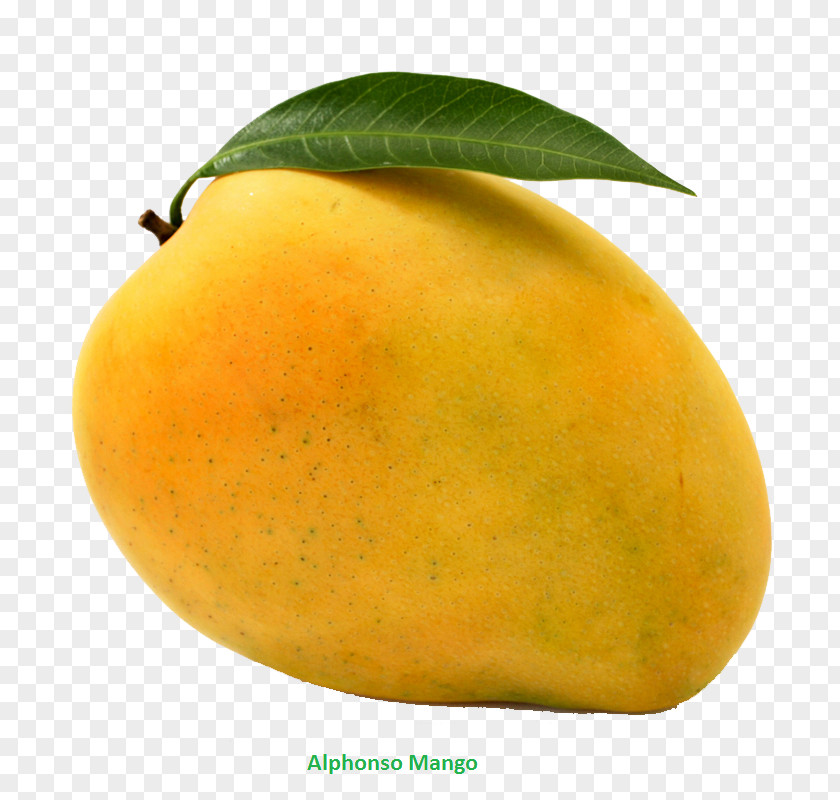 Mango Mangifera Indica Alphonso Benishan Banganapalle PNG