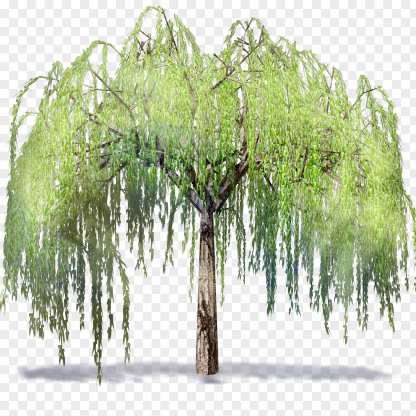 Mirroring Willow Autodesk Revit .dwg Building Information Modeling Tree PNG