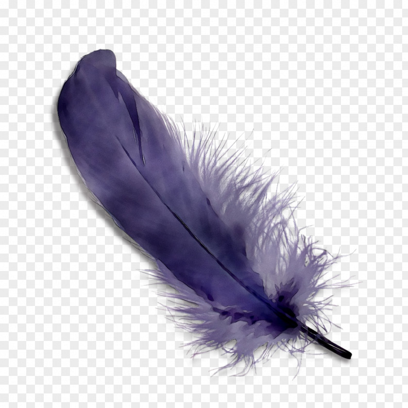 Purple Feather PNG
