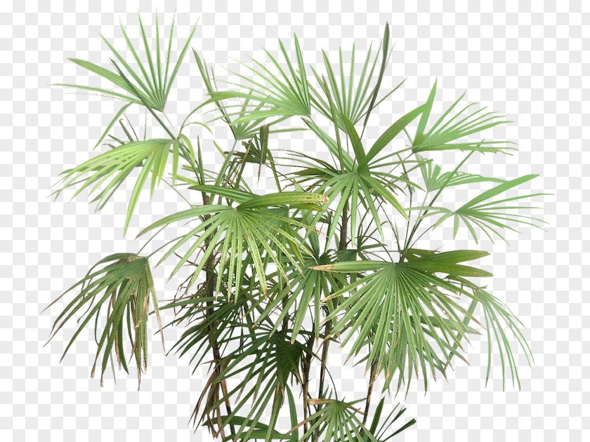 Tree Rhapis Excelsa Multifida Arecaceae PNG