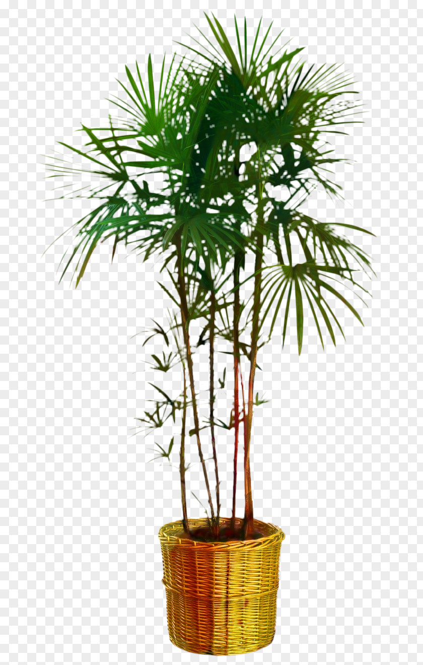 Asian Palmyra Palm Flowerpot Trees Saw Palmetto Extract PNG