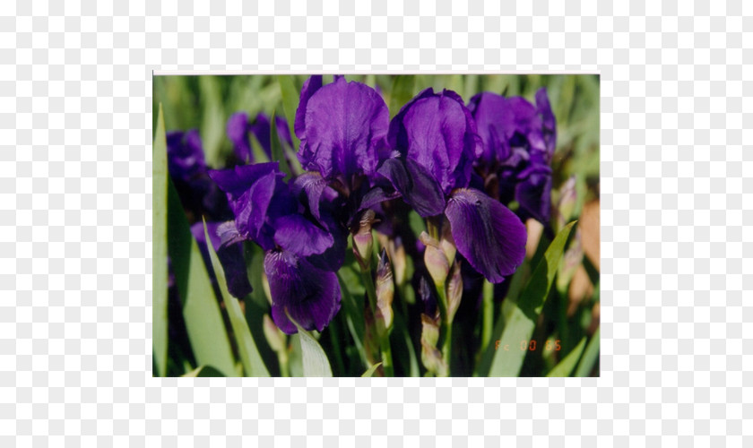 Bulb Orris Root Terra Ceia Farms Tulip Irises PNG