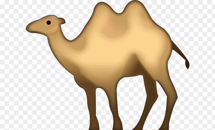 Camel Toe Bactrian Dromedary Emojipedia IPhone PNG