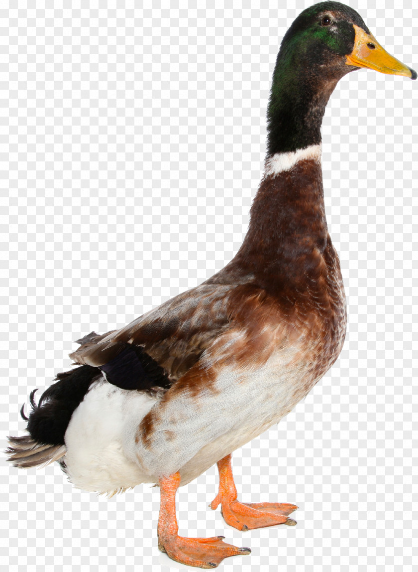 Duck Image Mallard Goose PNG