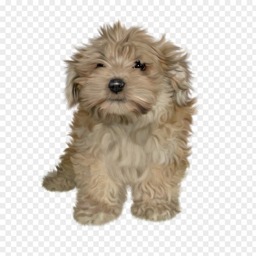 Puppy Golden Retriever Cat Dog Toys PNG