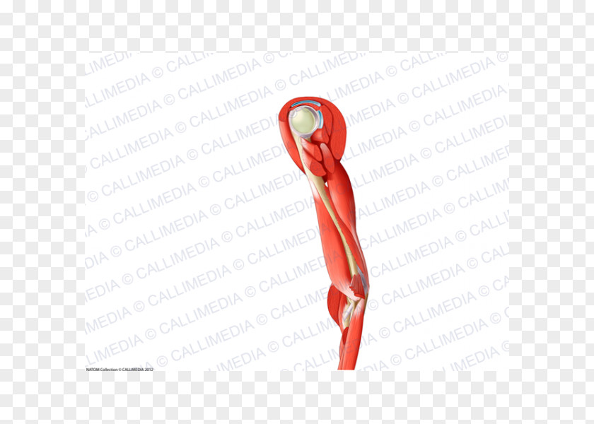 Arm Muscle Biceps Shoulder Anatomy PNG