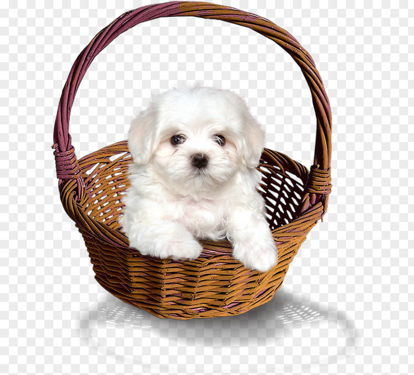 Bamboo Basket Puppy Dog Clip Art PNG