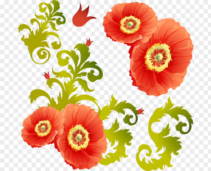 Common Poppy Cut Flowers Clip Art PNG