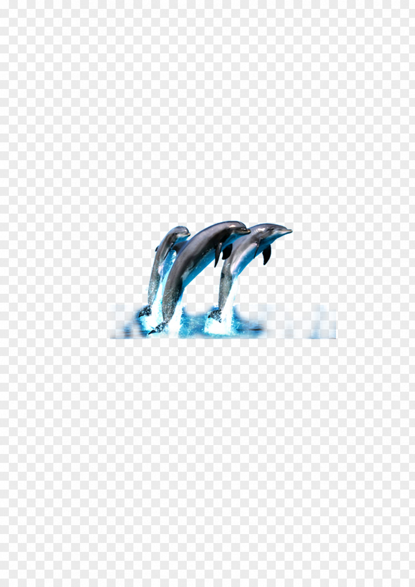 Dolphin Wallpaper PNG