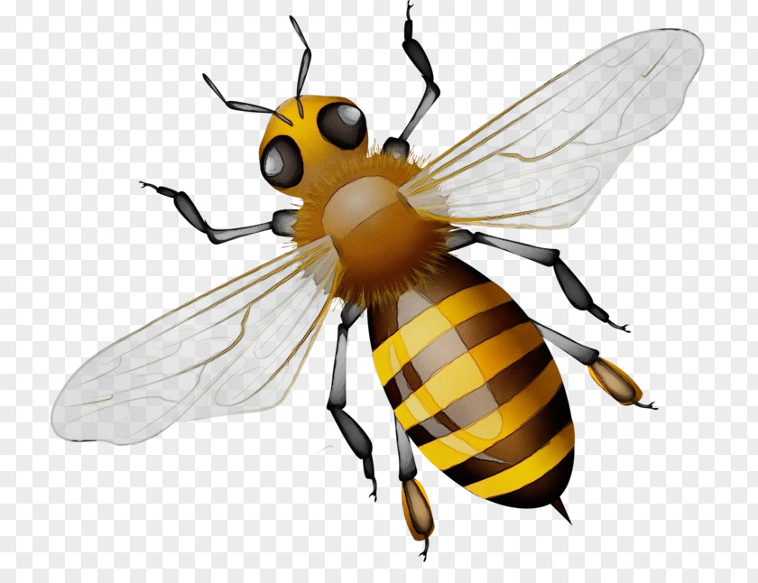 Honey Bee Bees Pterygota Reproduction Fly PNG