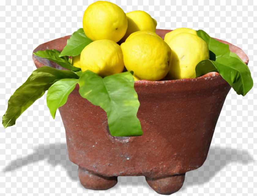 Lemon Natural Foods Flowerpot Superfood PNG