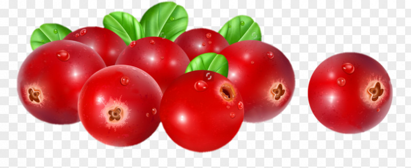 Cranberries Illustration Vector Graphics Stock Photography Cranberry PNG