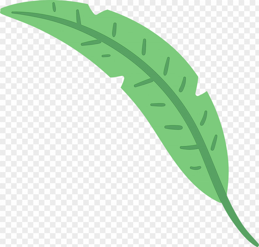 Leaf Plant Stem Green M-tree Font PNG