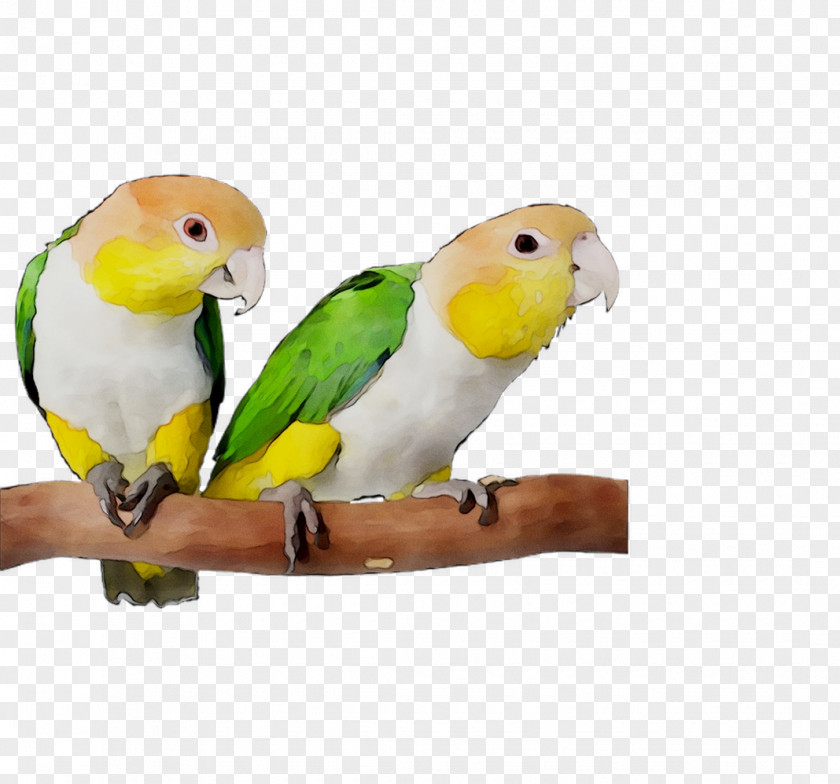 Lovebird Parakeet Pet Feather Beak PNG