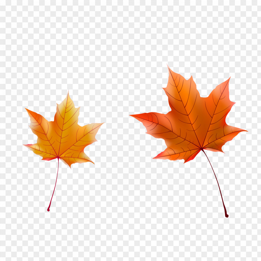 Maple Autumn Sunshine Decorative Elements Leaf PNG