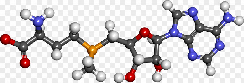 S-Adenosyl Methionine Methylation Methyl Group S-Adenosyl-L-homocysteine PNG