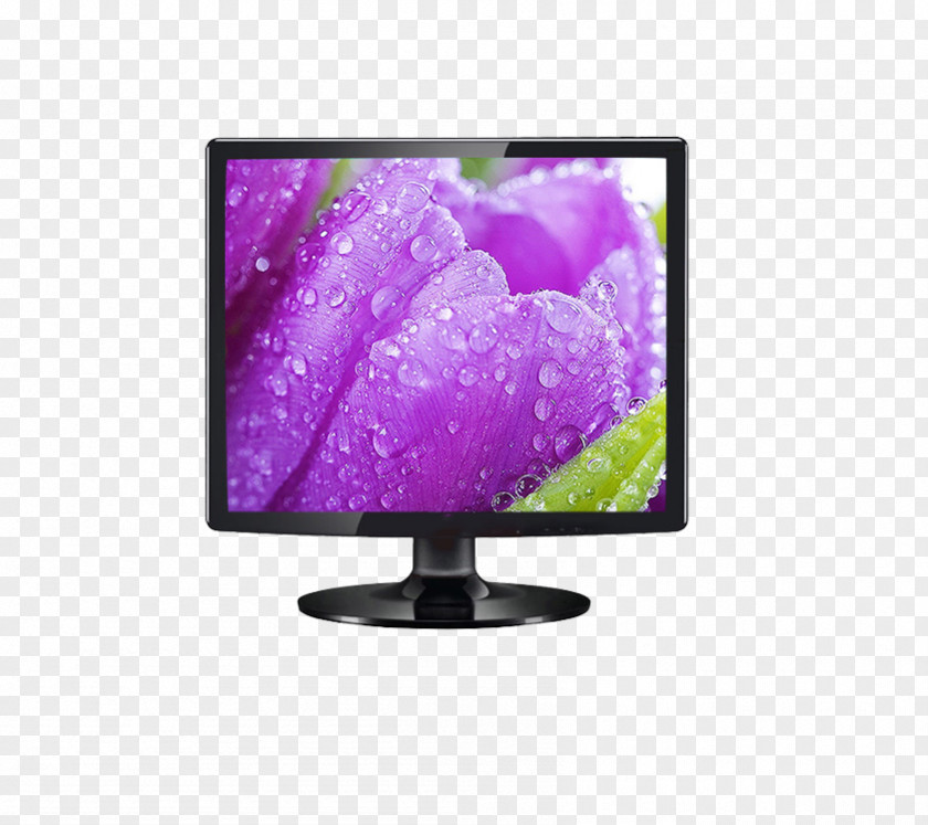 TV Set Flower Rose Color Yellow Purple PNG