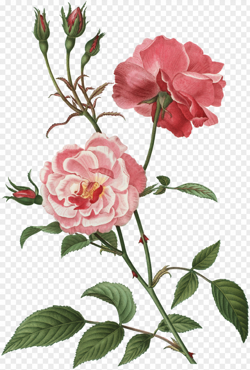 Butterlfy Rose Flower Floral Design Botany Clip Art PNG