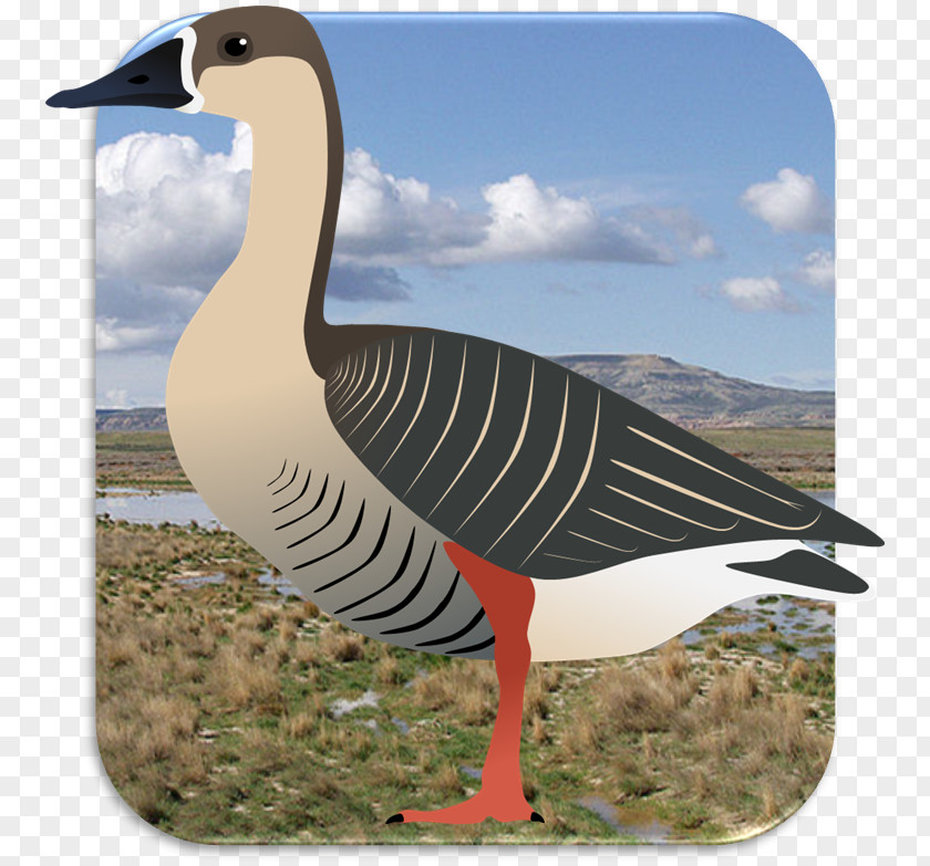 Goose Swan Duck Bird Cygnini PNG