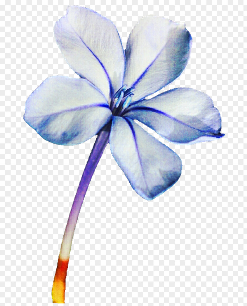 Plant Petal Cut Flowers Stem Flowering PNG