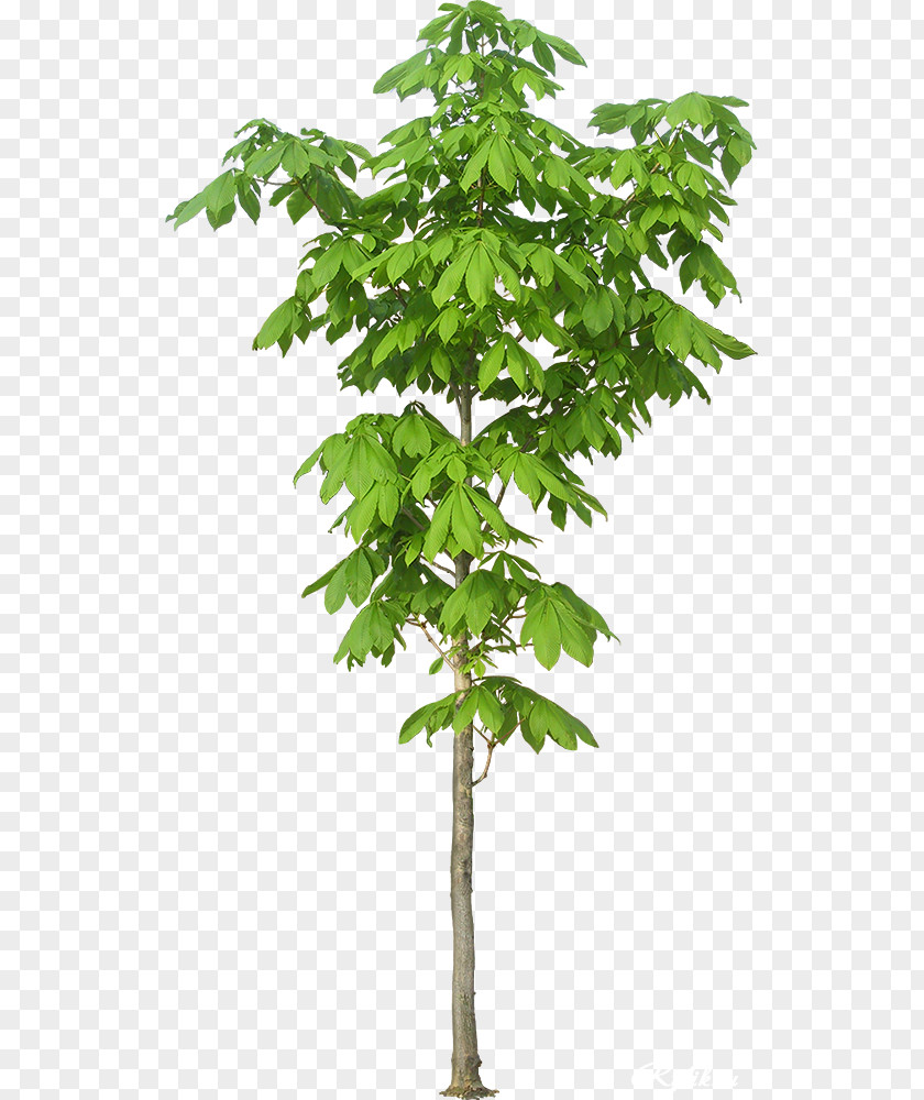 Tree Kapok Paineira Clip Art PNG