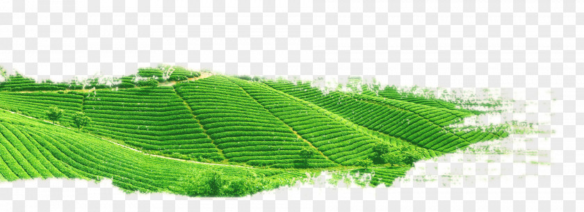 Water Green Tea Field Culture Japanese Ceremony PNG