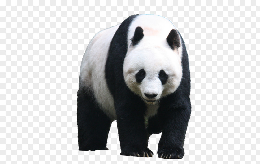 Bear Giant Panda Image Hamilton Photograph PNG