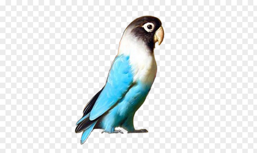 Bird Budgerigar Lovebird Parrot Parakeet PNG