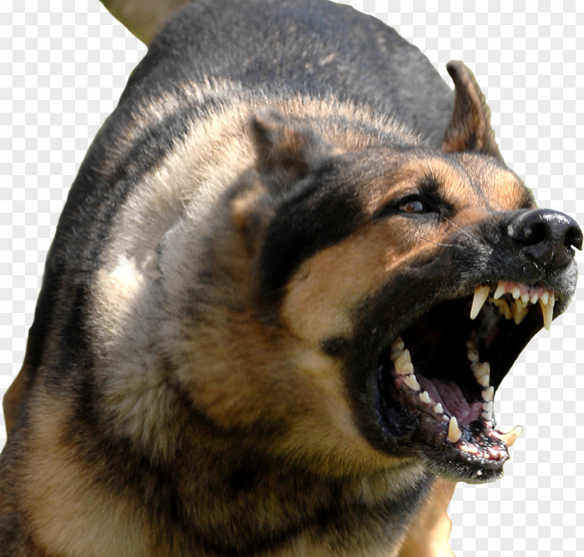Bully Kutta Dog Bite Training Guard Leash PNG