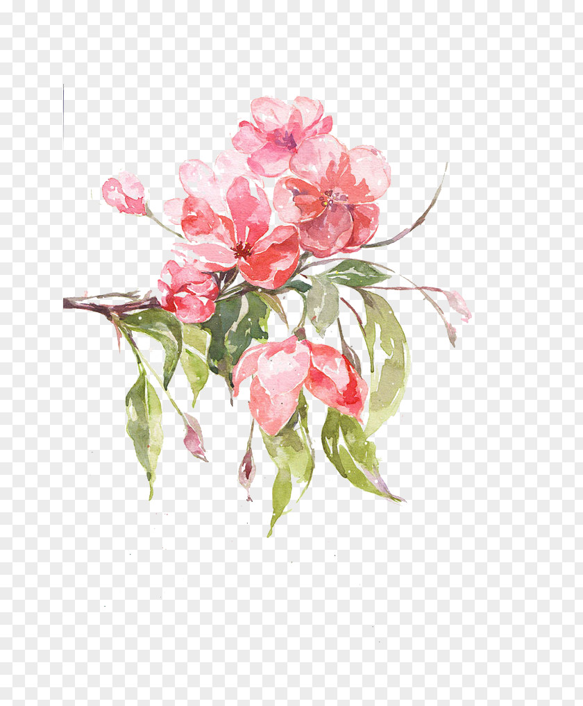 Pink Peach Floral Design Malus Halliana Illustration PNG