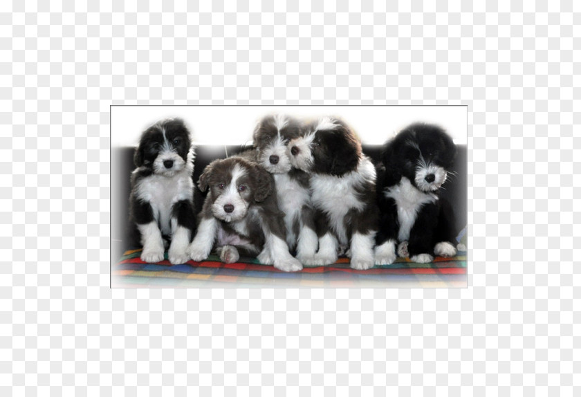 Puppy Dog Breed Border Collie Rough Sporting Group PNG