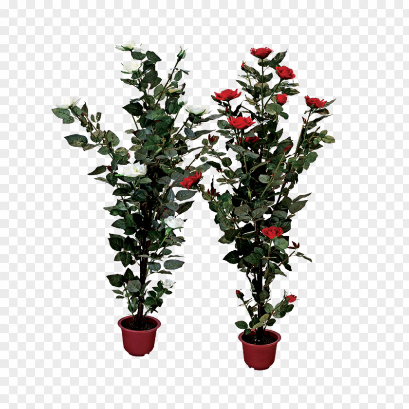 Shrub Theaceae Holly PNG