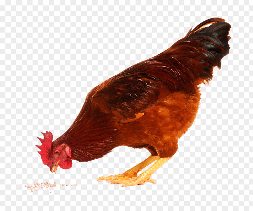 Chicken KFC Stock Photography Royalty-free PNG