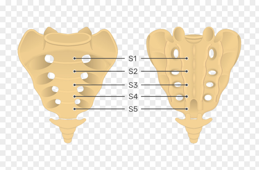 Sacrum Coccyx Anatomy Vertebral Column Pelvis PNG