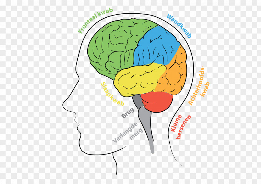 Small Stools Brain Agy Frontal Lobe Matbord Leadership PNG