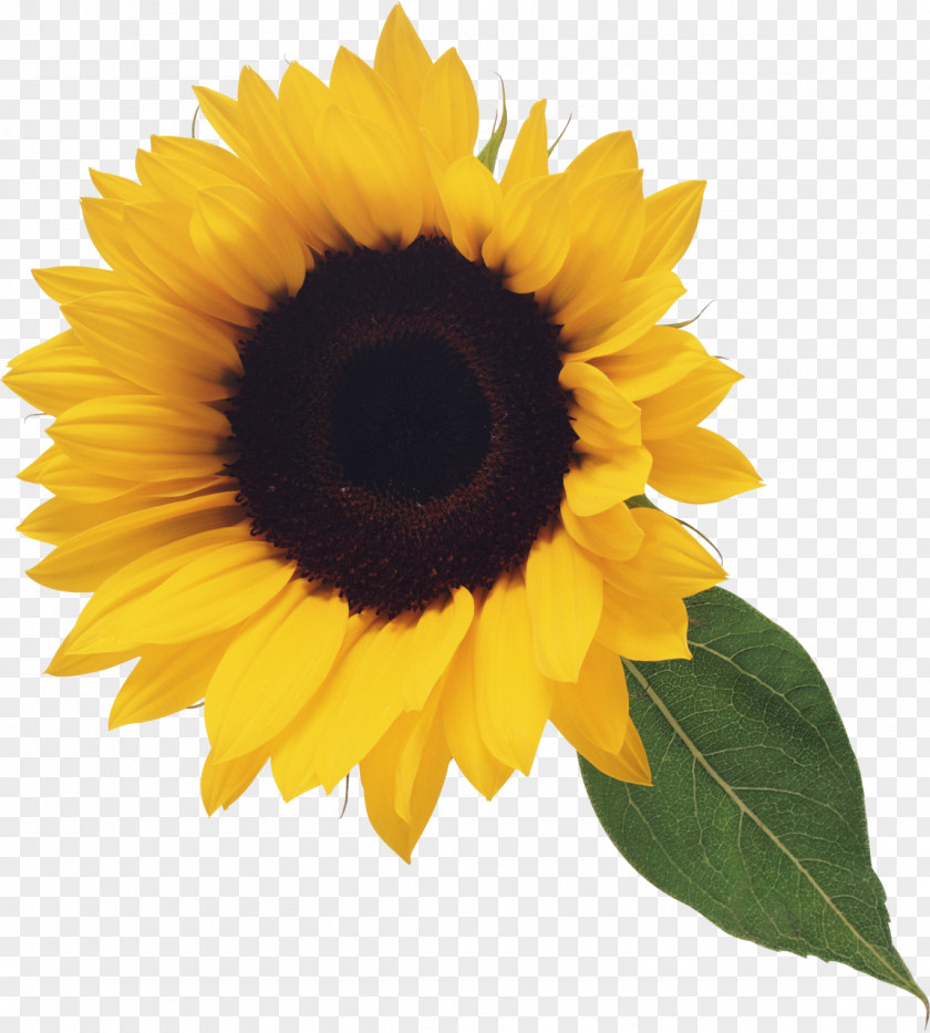 Sunflower Oil Common Clip Art PNG