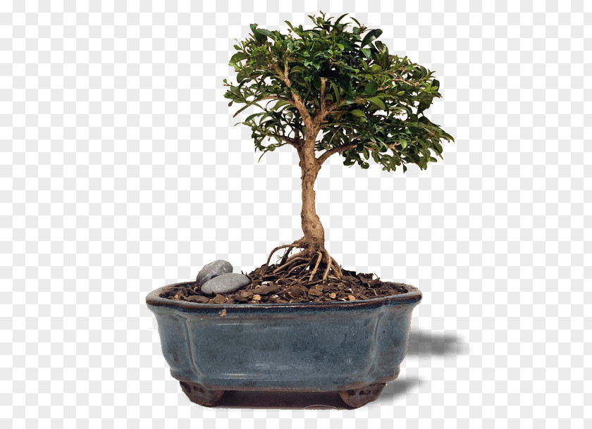 Tree Chinese Sweet Plum Buxus Microphylla Indoor Bonsai PNG