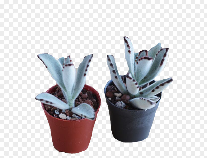 Bryophyllum Fedtschenkoi Agave Citroën Cactus M Flowerpot INAV DBX MSCI AC WORLD SF Aloe Vera PNG