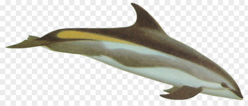 Dolphin Striped Tucuxi Spinner White-beaked Common Bottlenose PNG