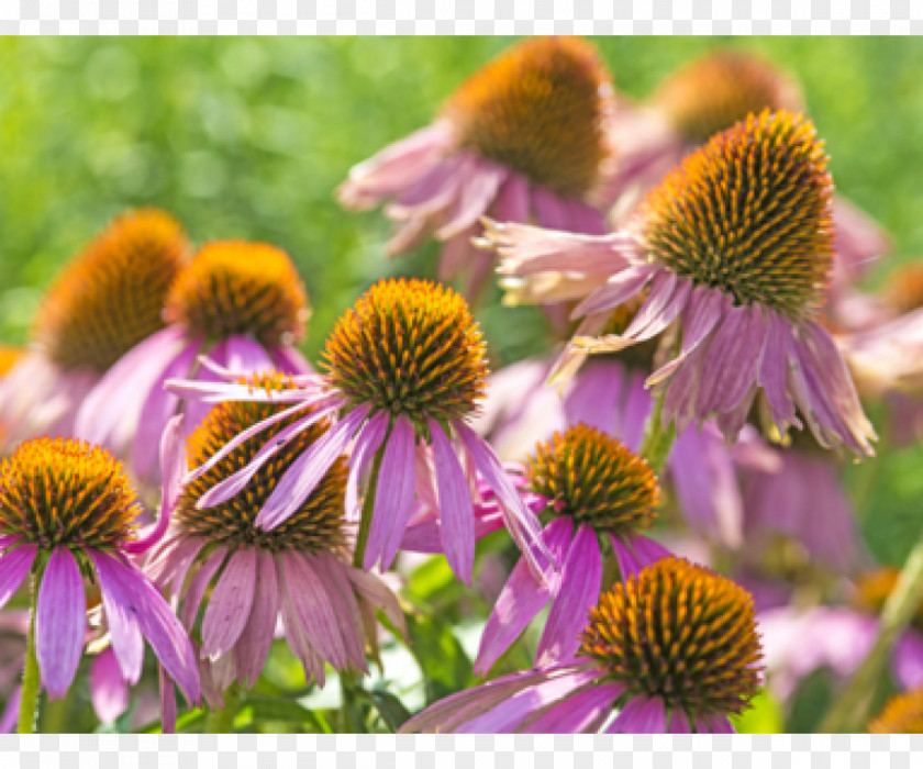 Echinacea Purple Coneflower Angustifolia Daisy Family Food Plant PNG