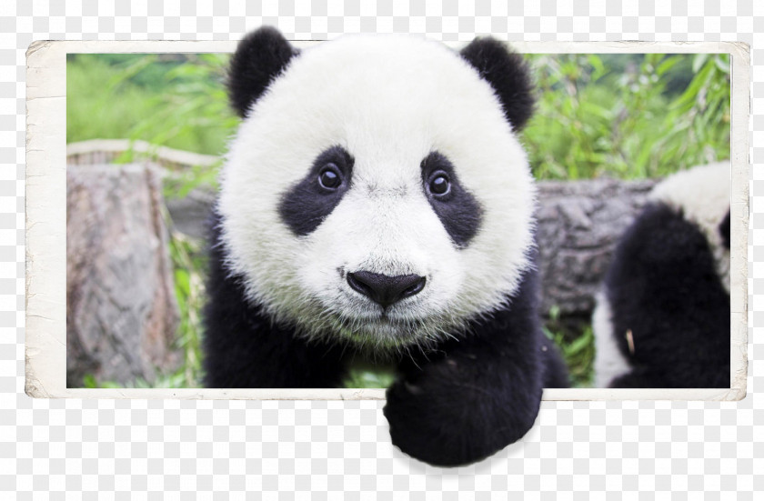Giant Panda Bear Baby Pandas Cuteness Desktop PNG panda , out of bound clipart PNG