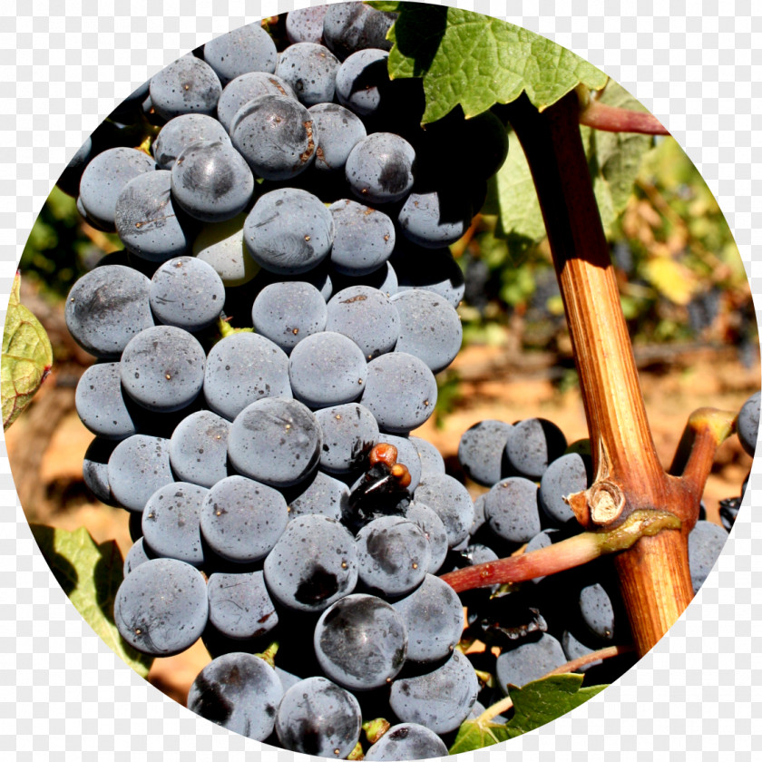 Grape Alicante Bouschet Portuguese Wine Varietal PNG