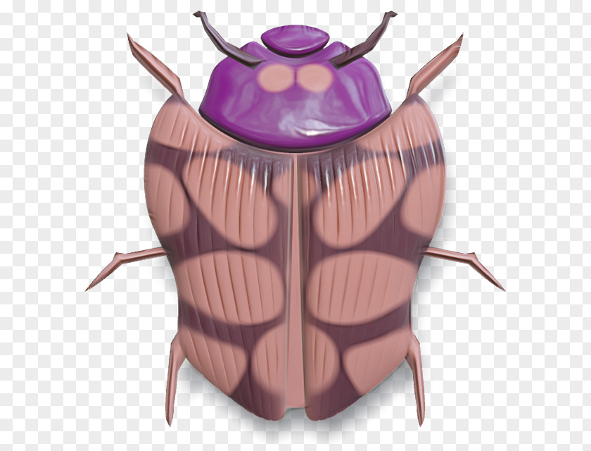 Insect Beetle Bug PNG