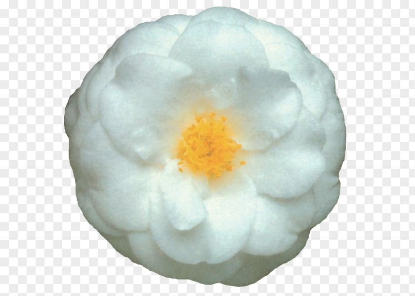 Lady Of The Camellias Japanese Camellia Double-flowered Garden Bodendecker-Rose PNG
