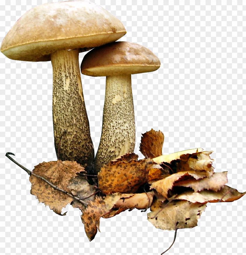 Mushroom Brown Cap Boletus Fungus Leccinum Scabrum Edible PNG