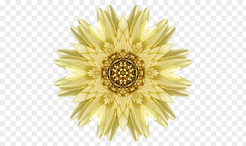 Romantic Chrysanthemum Mandala Drawing Meditation Flower Mehndi PNG