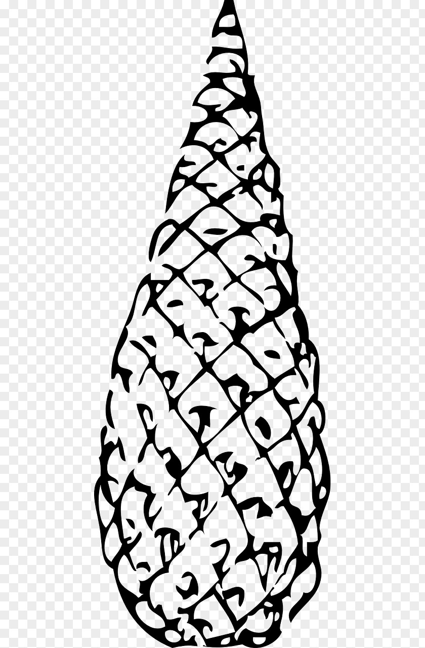 Tree Spruce Fir Conifer Cone The Life Cycle Of A Pine Conifers PNG
